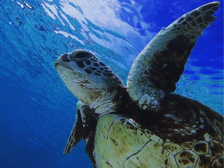 海亀探検シュノーケルツアー みーまん奄美 ゲストハウス